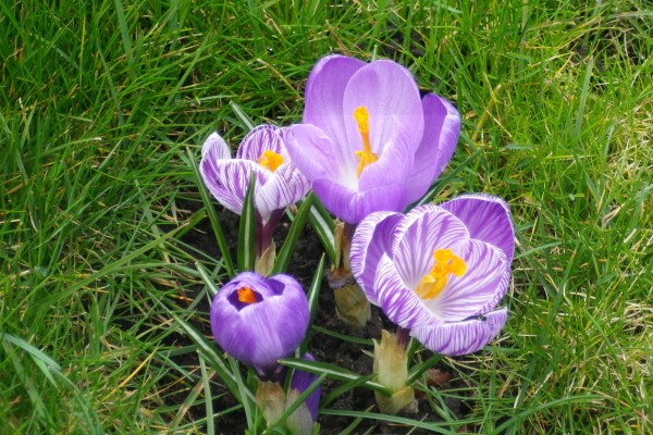 de-jonghe-francoise-crocus3AC06DE4-412F-6CFB-F683-7F0CACF5448B.jpg