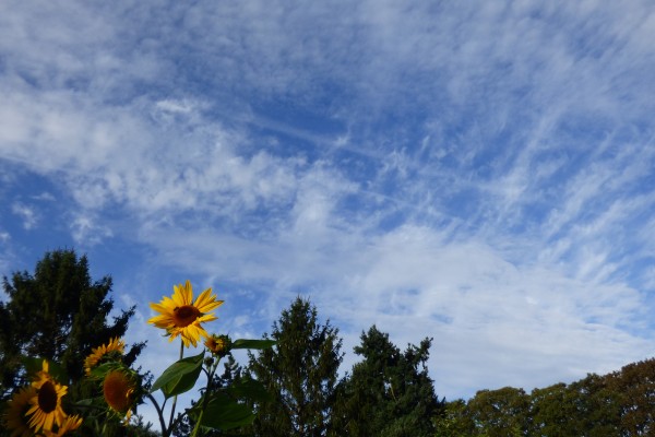 bury-francoise-soleil-au-jardin41350293-3D1C-6598-C22E-BCAD51D21173.jpg